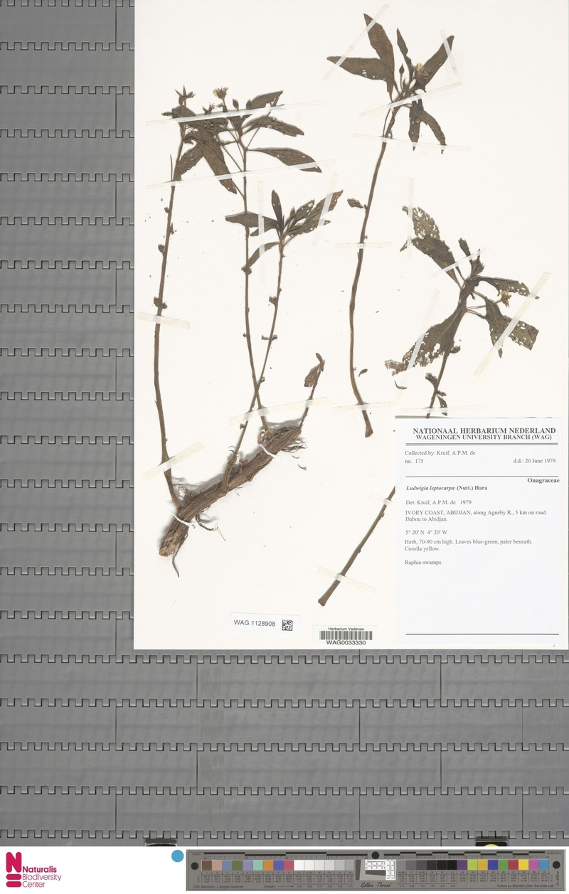 Ludwigia leptocarpa subsp. leptocarpa