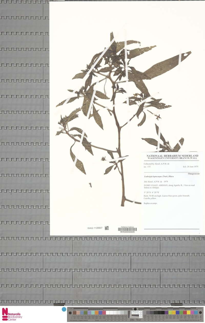 Ludwigia leptocarpa subsp. leptocarpa photo 2