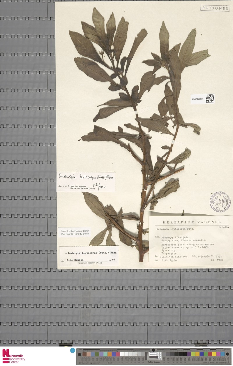 Ludwigia leptocarpa subsp. leptocarpa photo 3