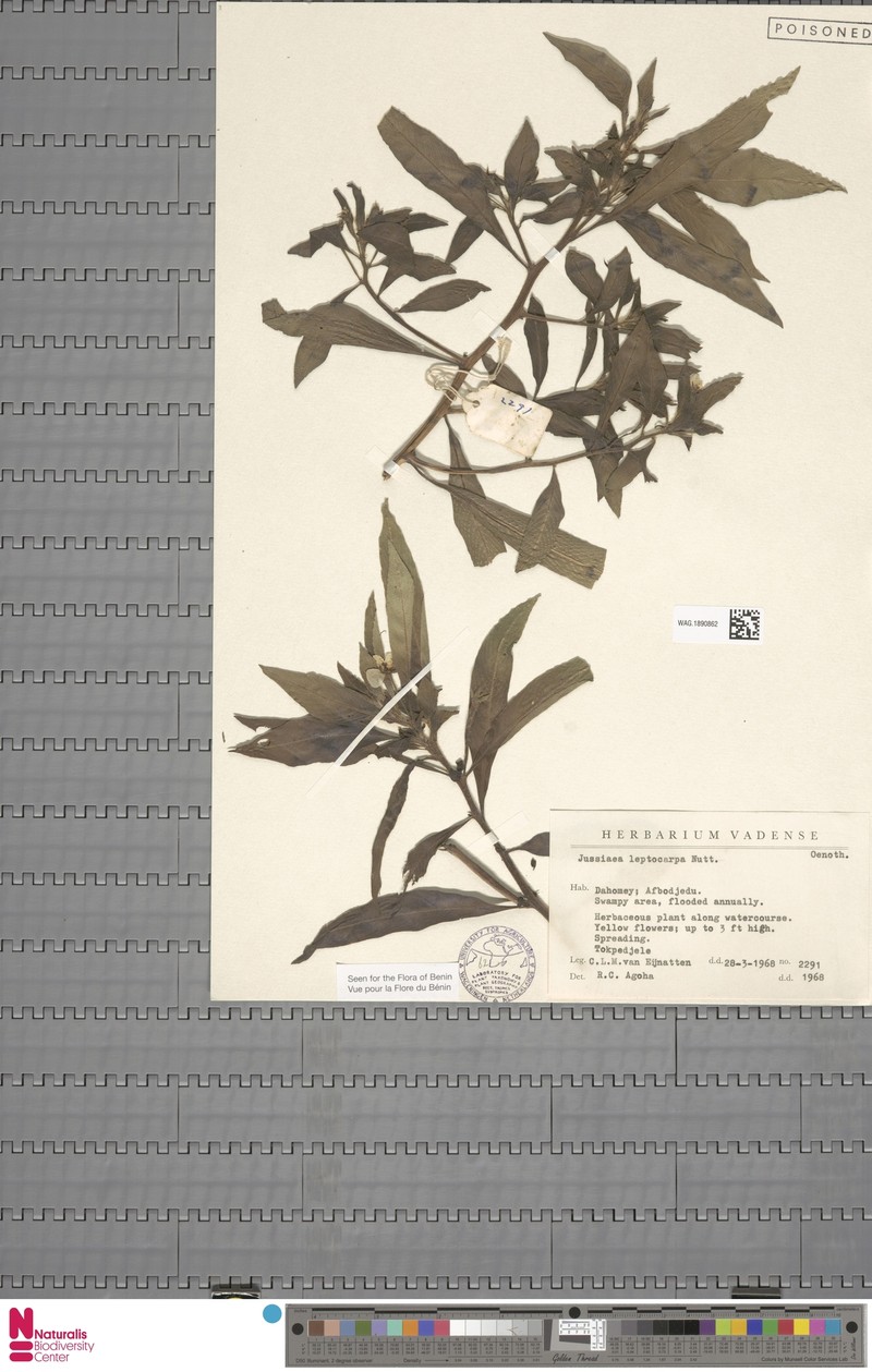 Ludwigia leptocarpa subsp. leptocarpa photo 4