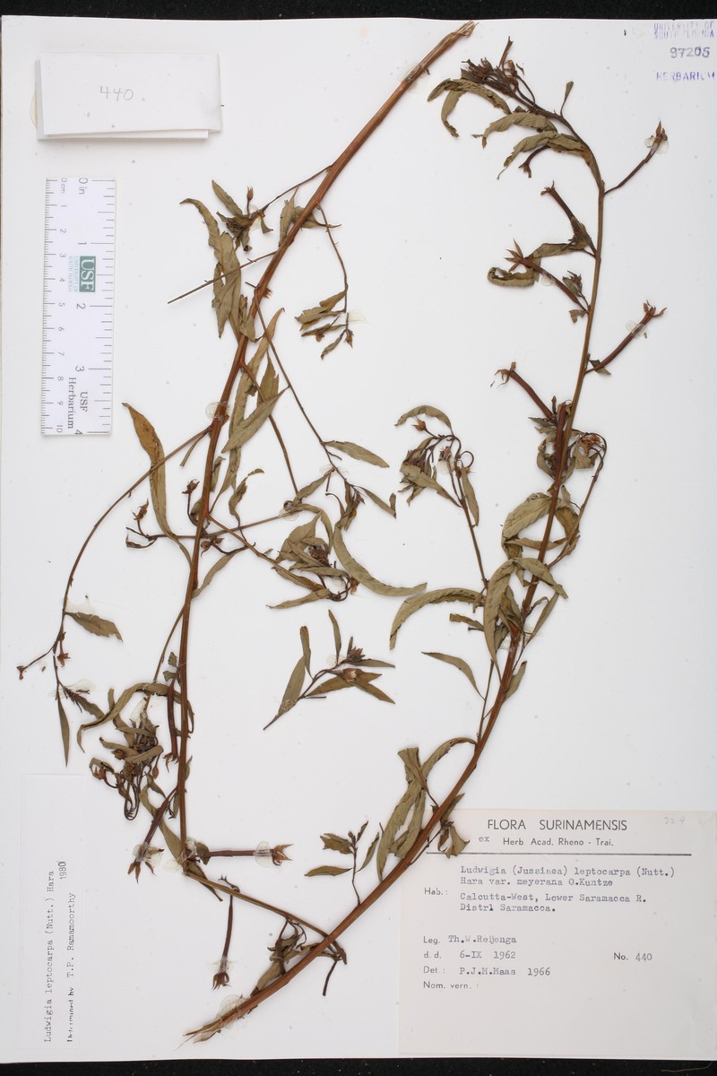 Ludwigia leptocarpa subsp. leptocarpa photo 5