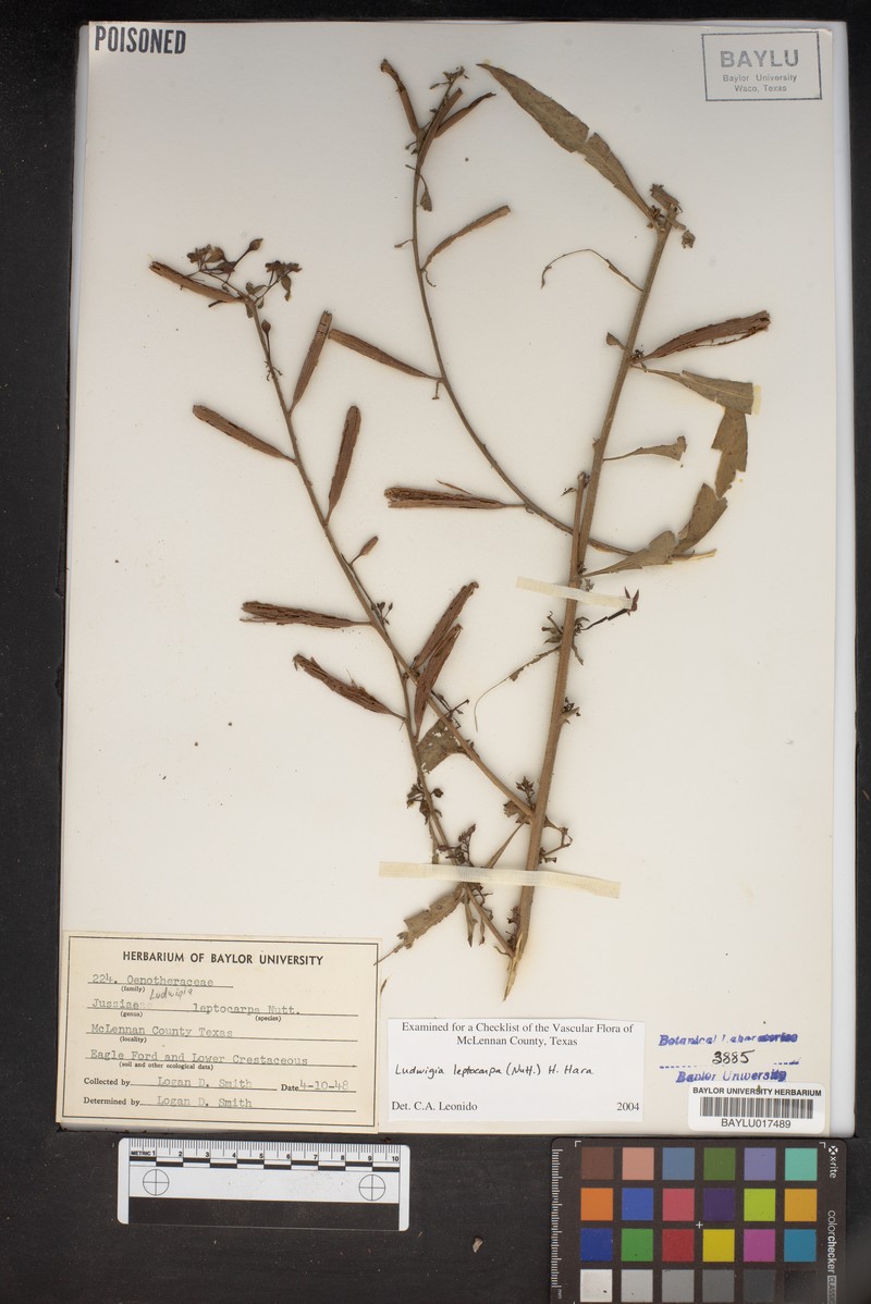 Ludwigia leptocarpa subsp. leptocarpa photo 6