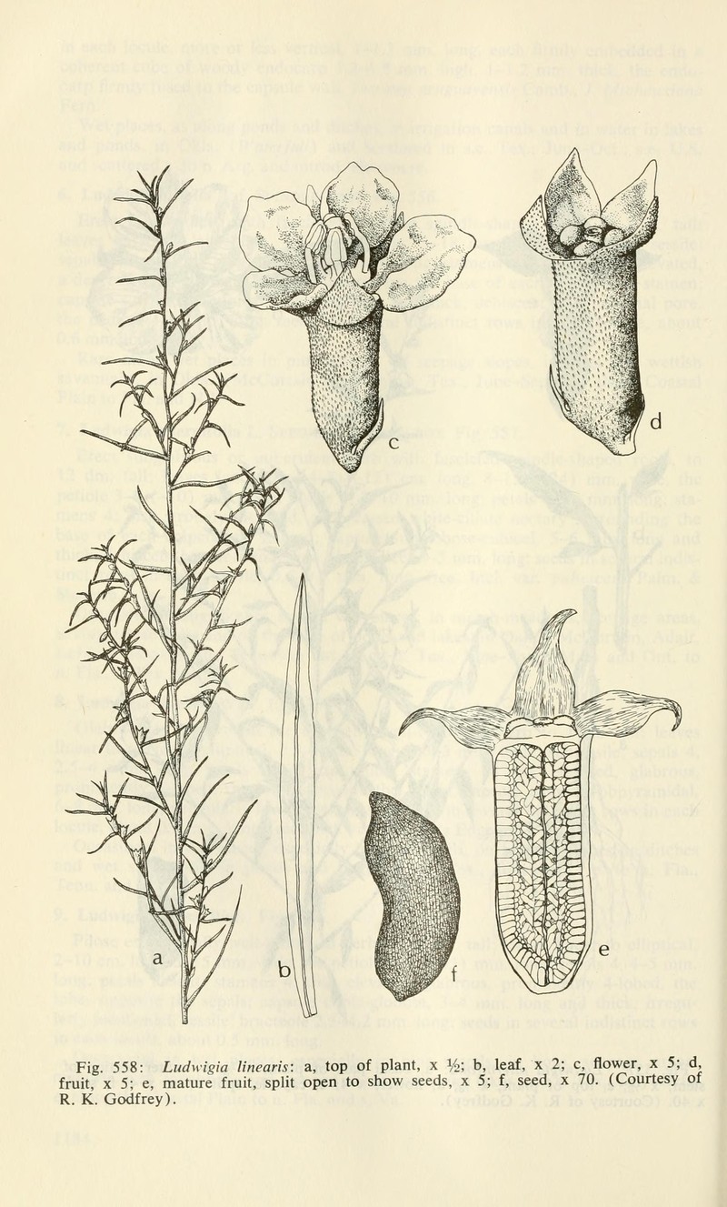 Narrowleaf Primrose-Willow