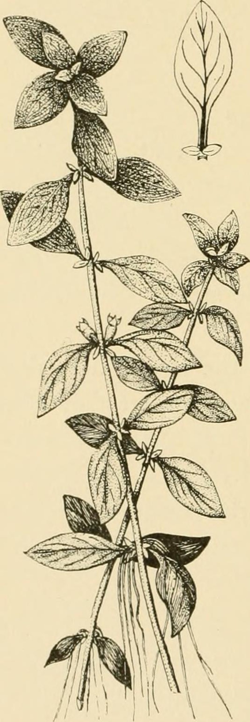 Narrowleaf Primrose-Willow photo 2