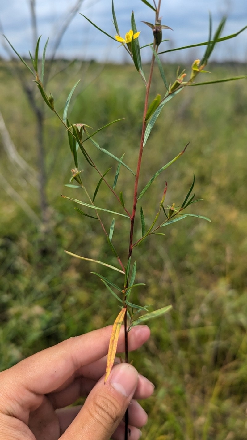 Narrowleaf Primrose-Willow