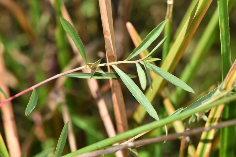 Narrowleaf Primrose-Willow photo 2