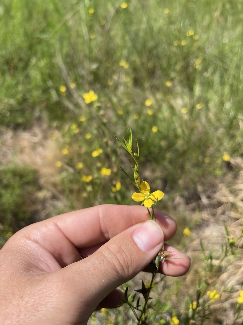 Narrowleaf Primrose-Willow photo 4