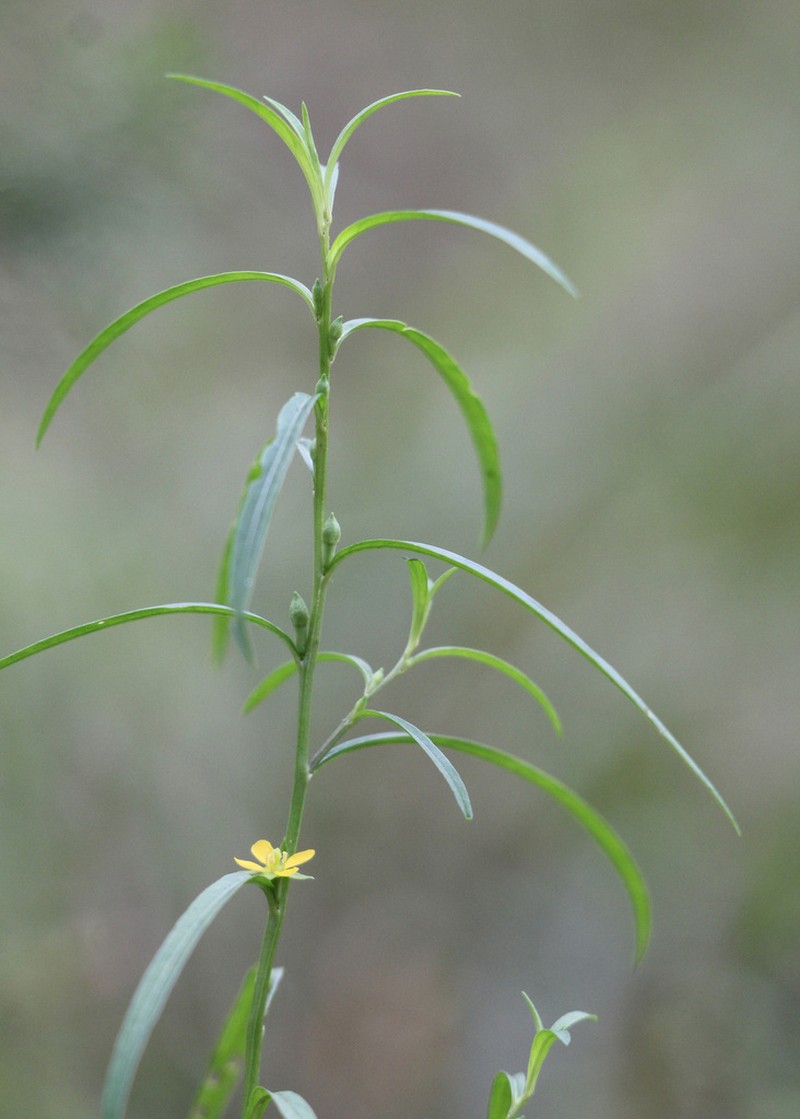 Narrowleaf Primrose-Willow photo 5