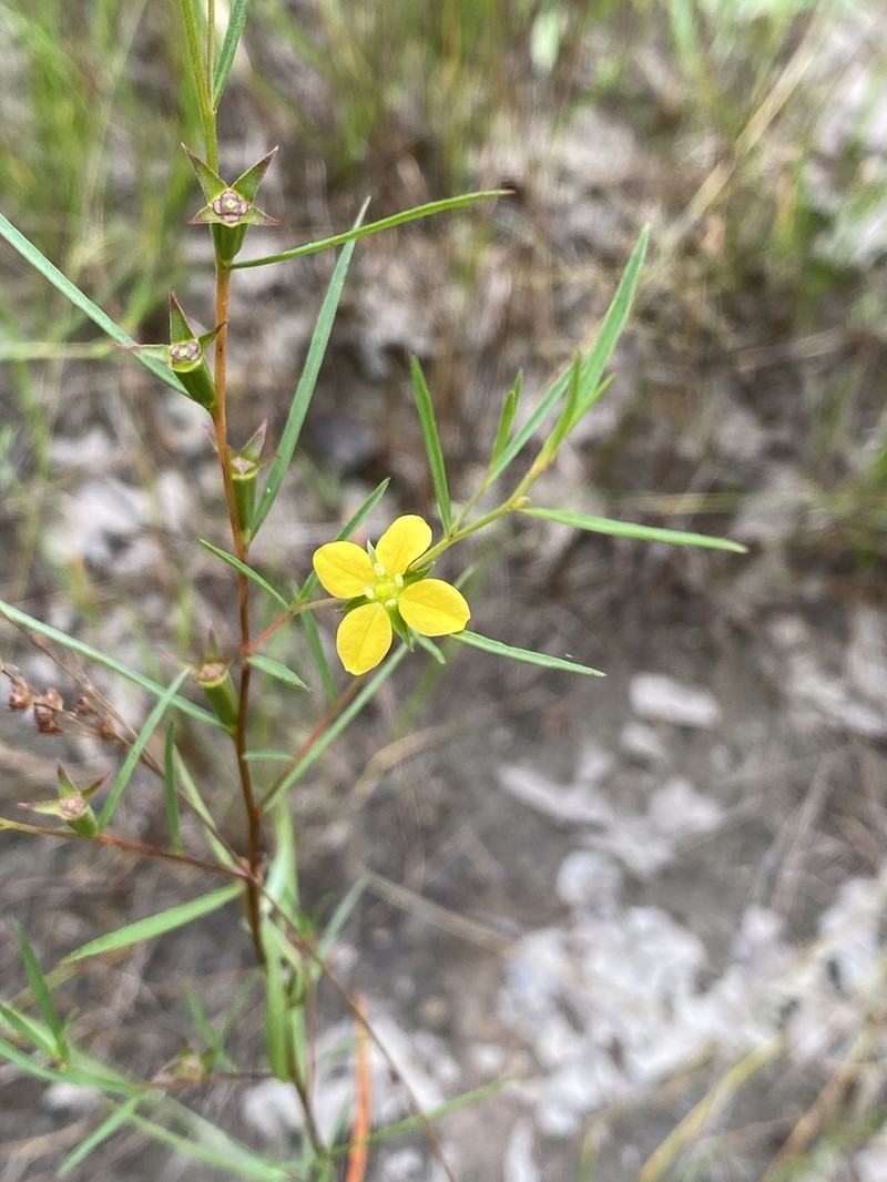 Narrowleaf Primrose-Willow photo 6