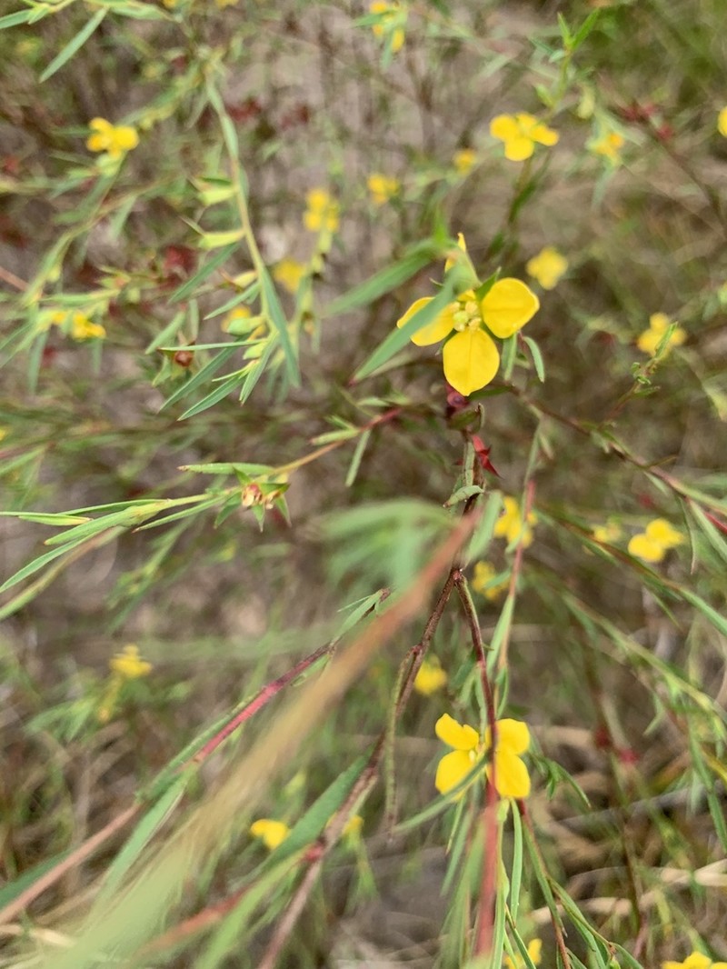 Narrowleaf Primrose-Willow photo 8
