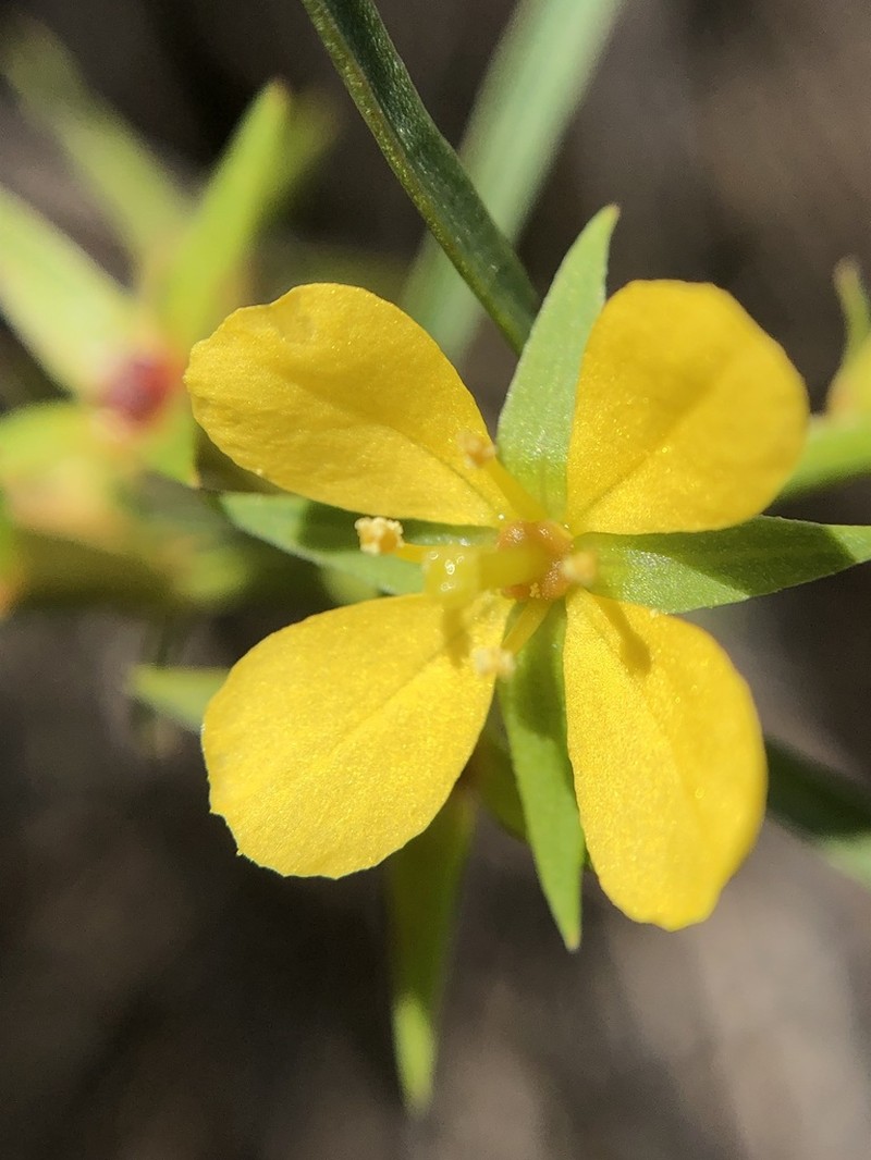 Southeastern Primrose-Willow