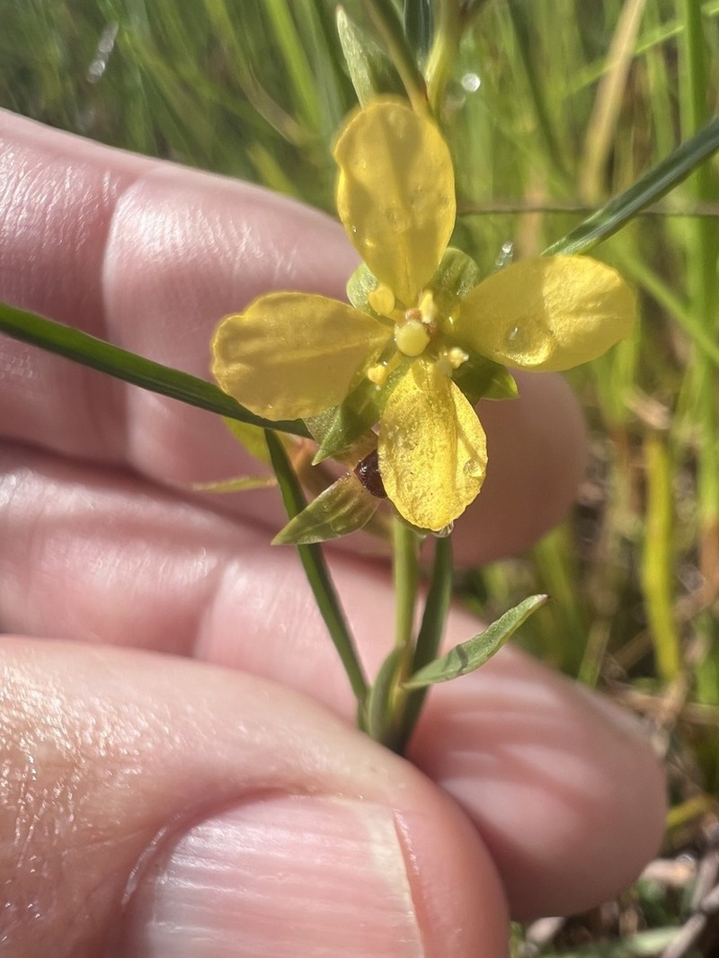 Southeastern Primrose-Willow photo 2
