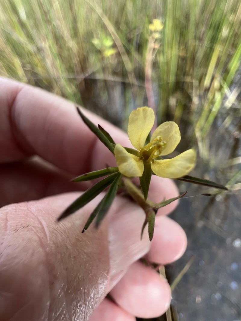 Southeastern Primrose-Willow photo 4