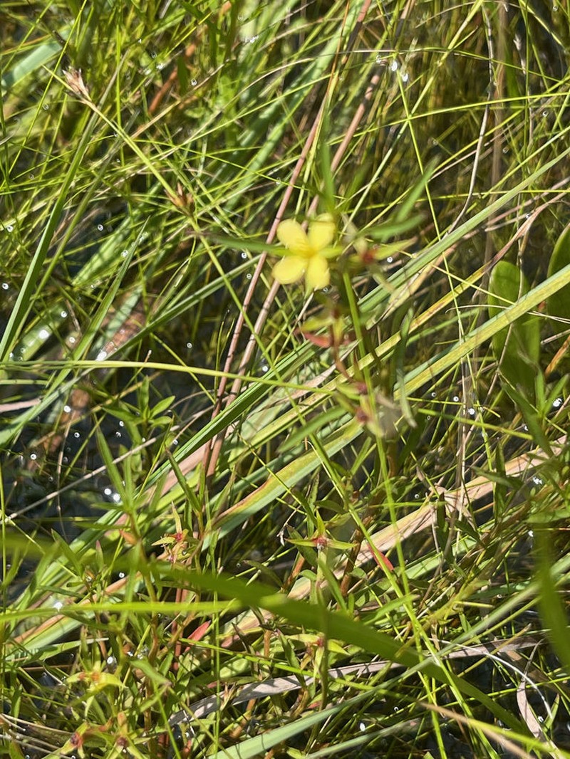 Southeastern Primrose-Willow photo 5