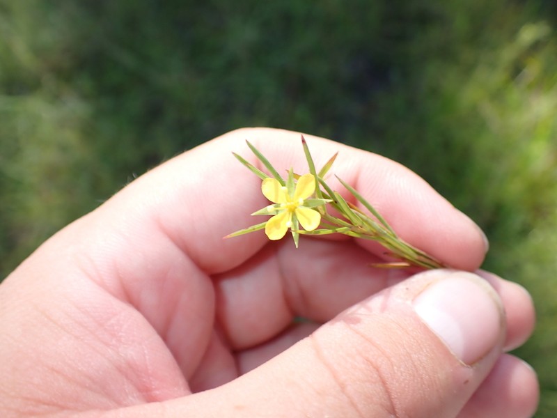 Southeastern Primrose-Willow photo 6