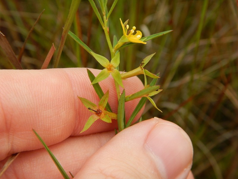 Southeastern Primrose-Willow photo 7
