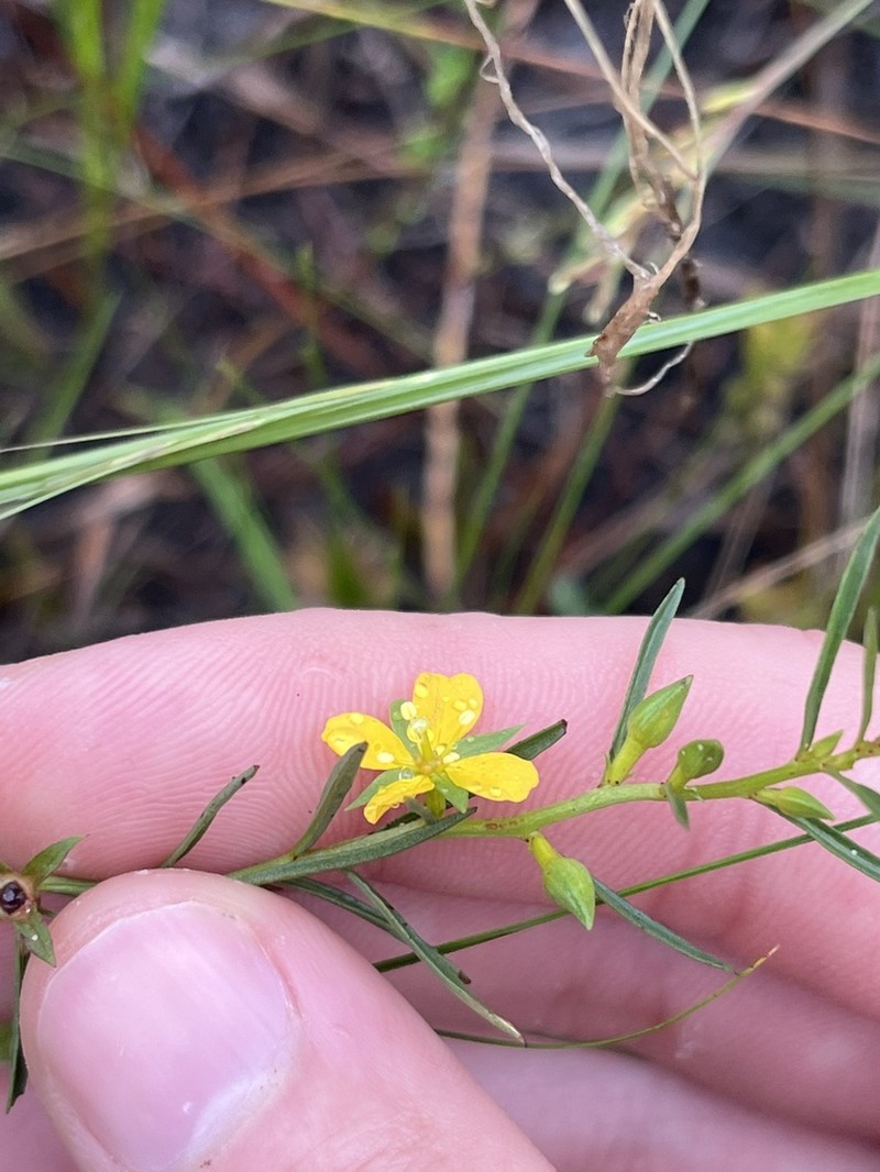 Southeastern Primrose-Willow photo 8