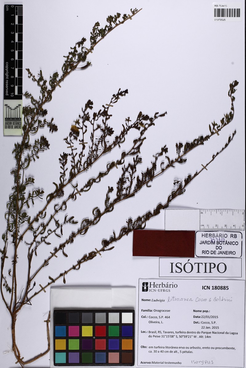 Ludwigia litoranea