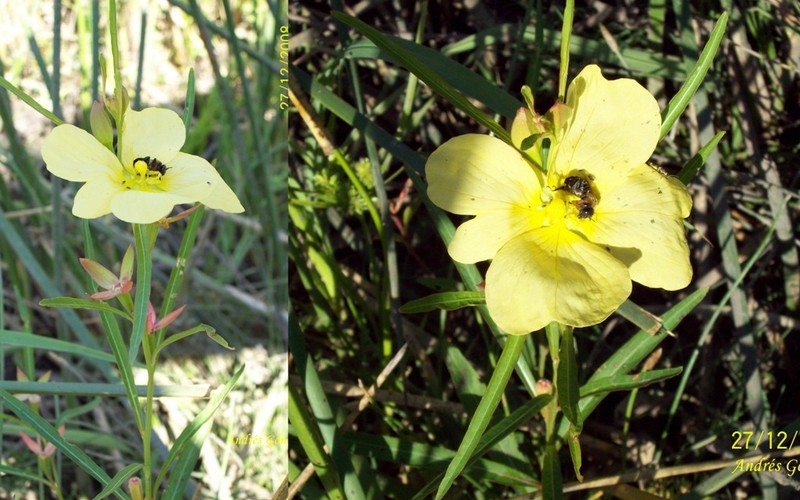 Longleaf Primrose-Willow photo 4