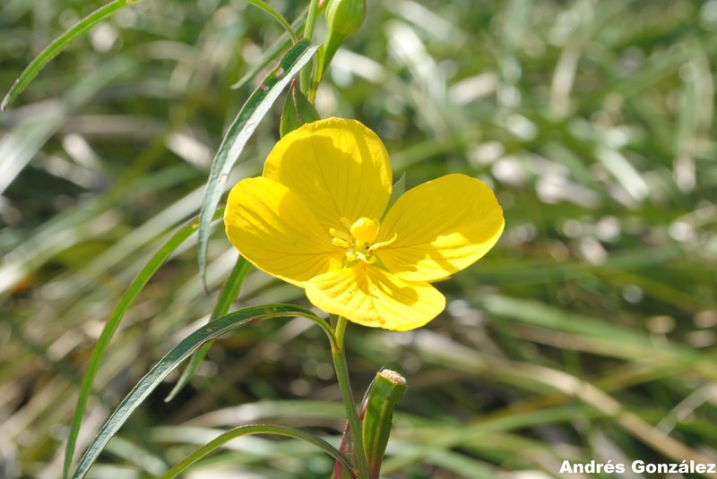 Longleaf Primrose-Willow photo 5