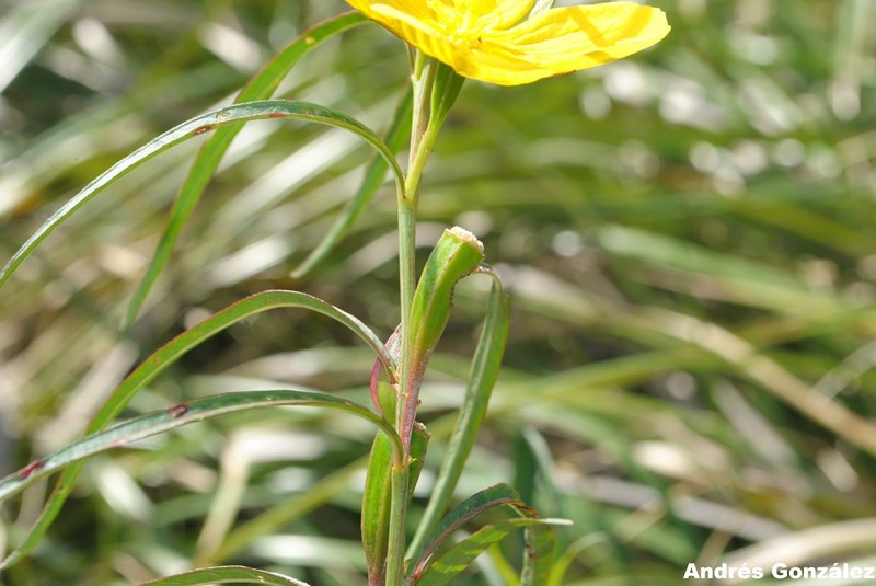 Longleaf Primrose-Willow photo 6