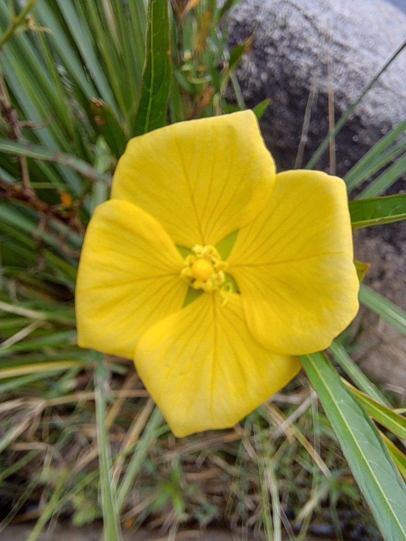 Longleaf Primrose-Willow photo 2