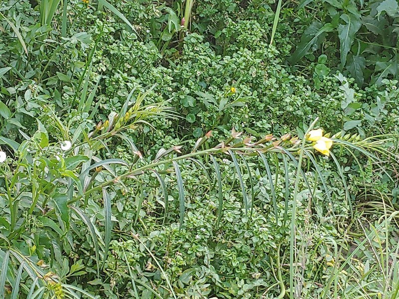 Longleaf Primrose-Willow photo 3