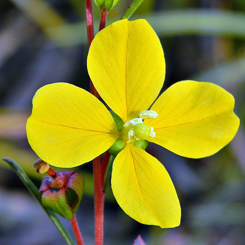 Seaside Primrose-Willow