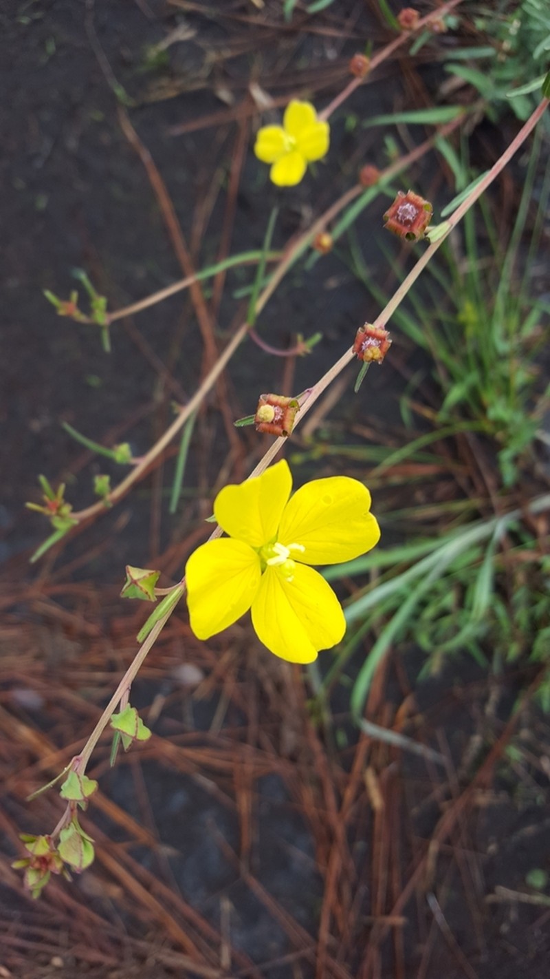 Seaside Primrose-Willow