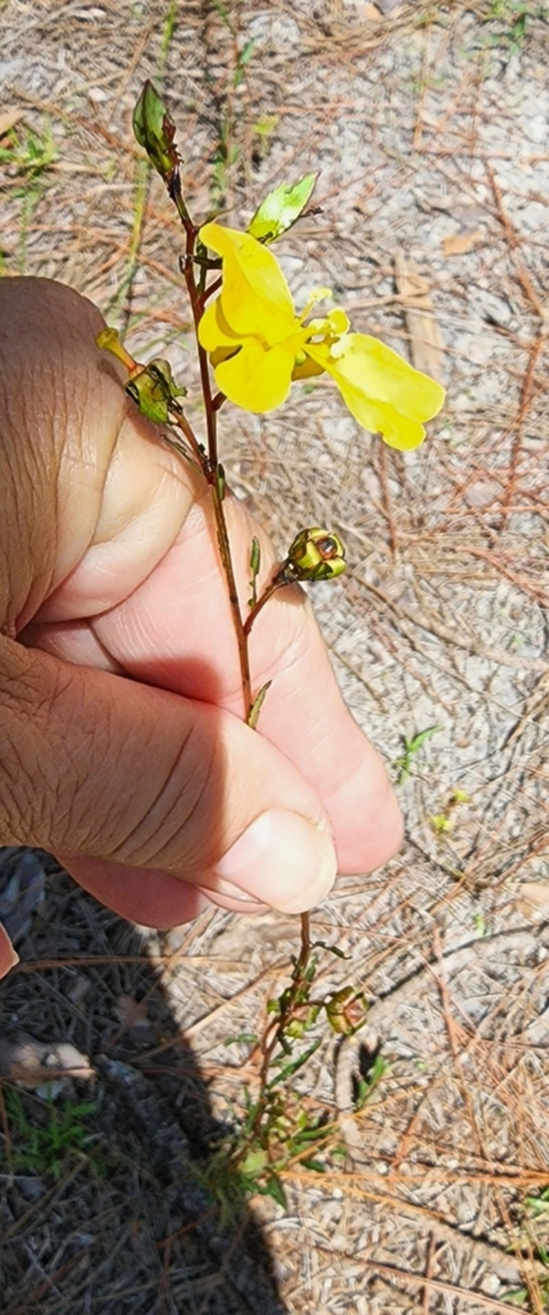Seaside Primrose-Willow photo 4