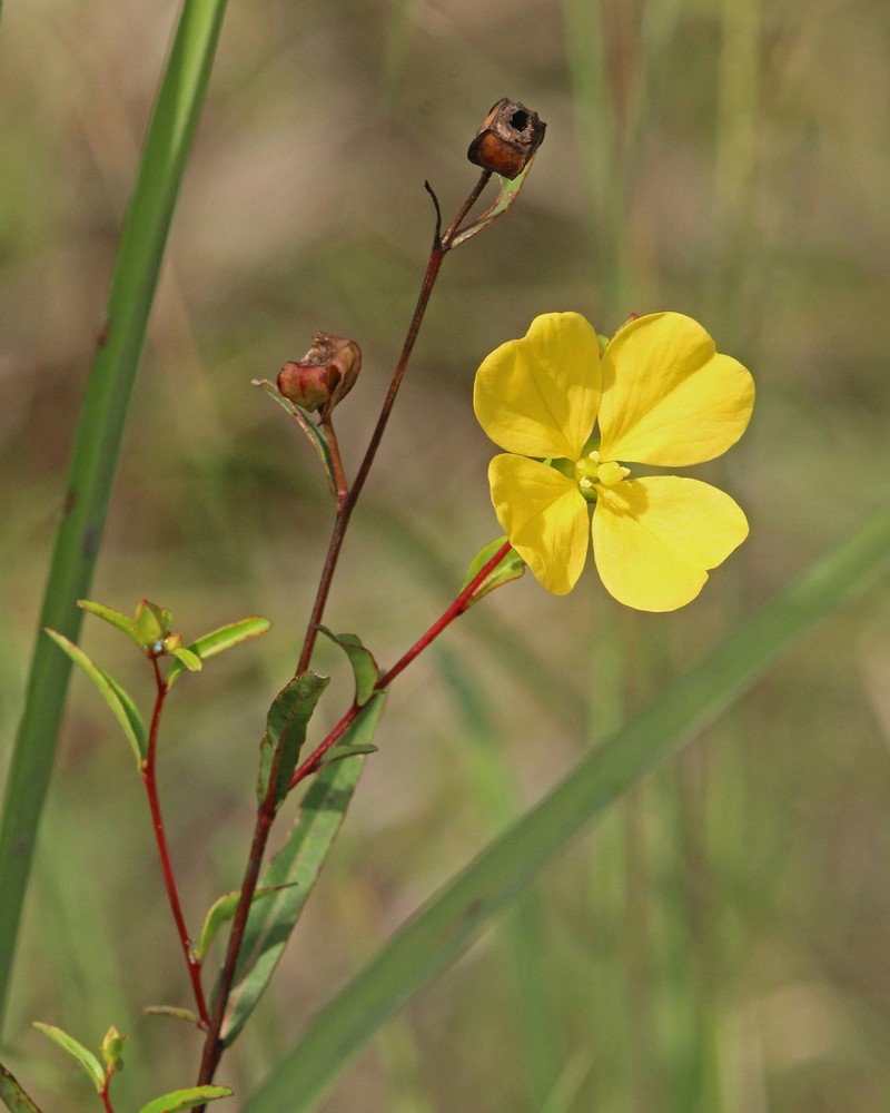 Seaside Primrose-Willow photo 5