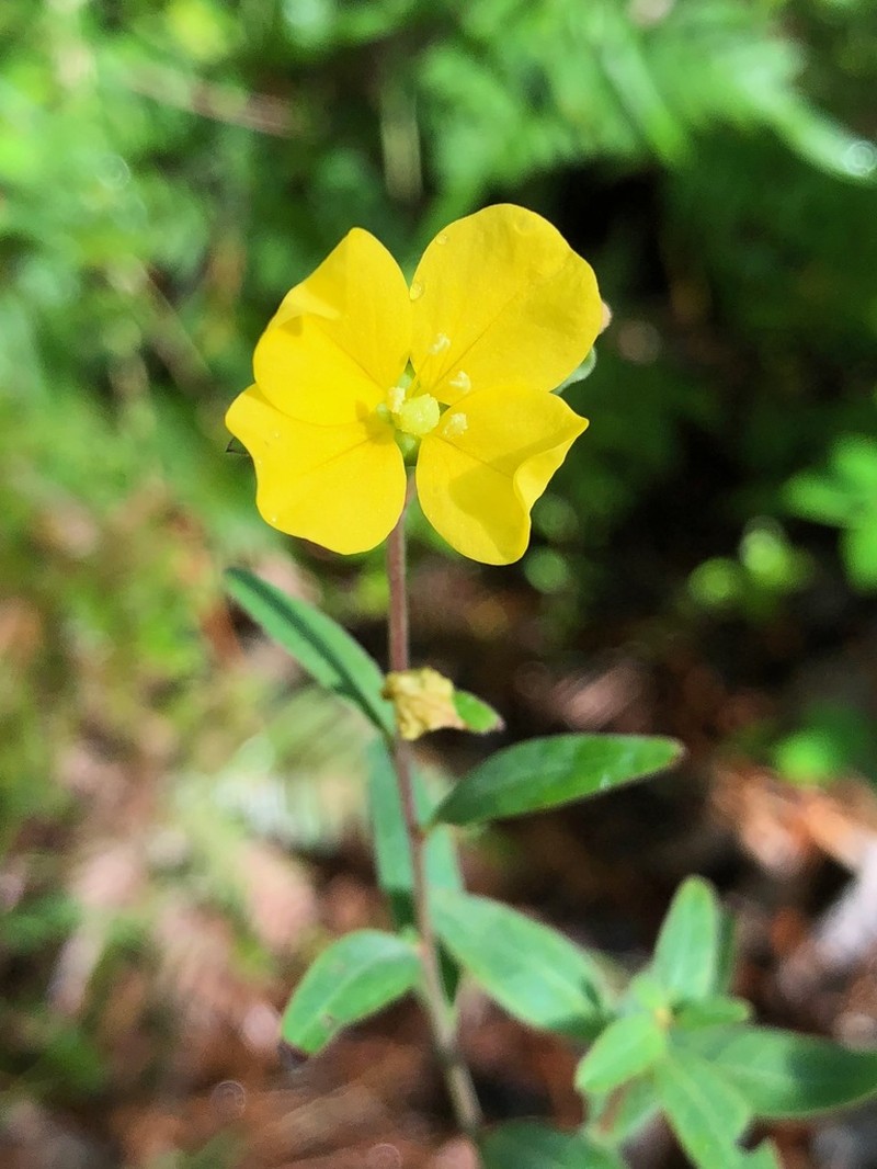 Seaside Primrose-Willow photo 6