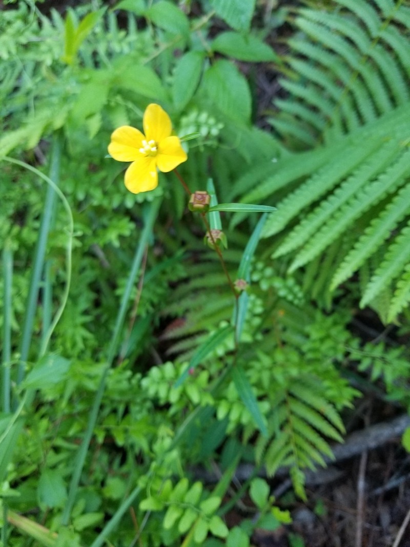 Seaside Primrose-Willow photo 7