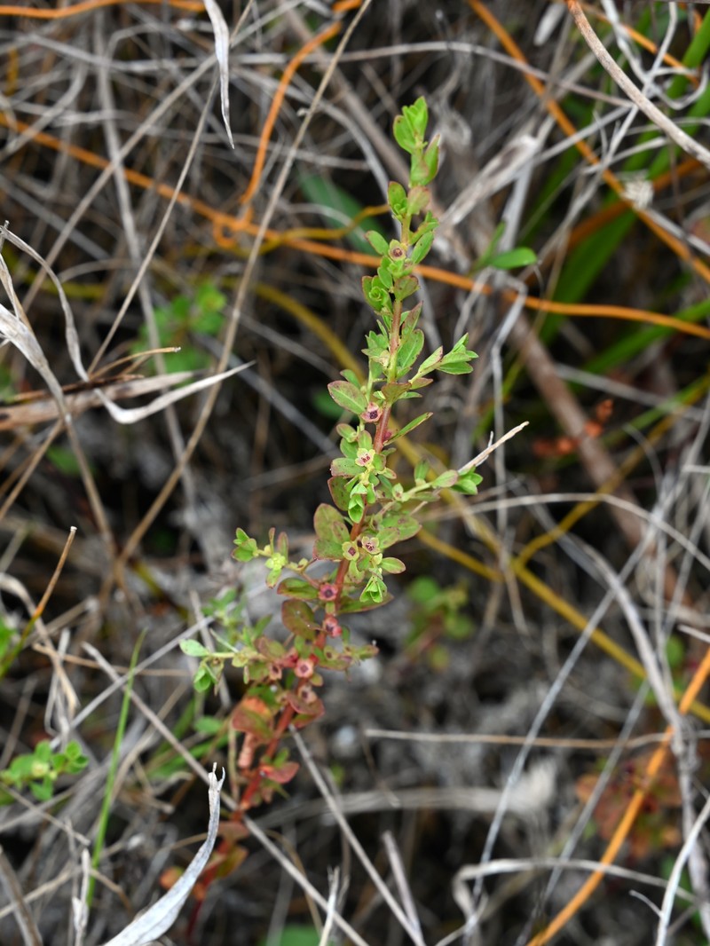 Smallfruit Primrose-Willow
