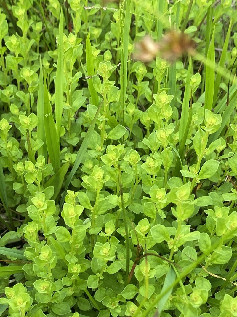 Smallfruit Primrose-Willow photo 2