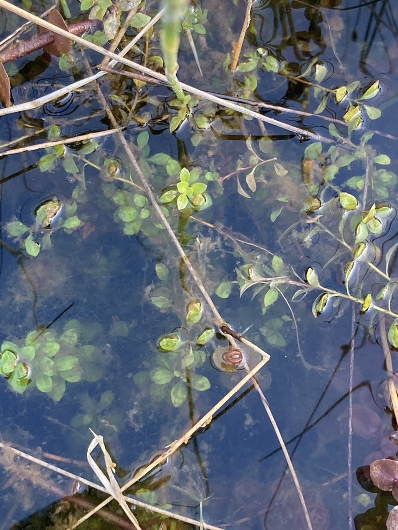 Smallfruit Primrose-Willow photo 3