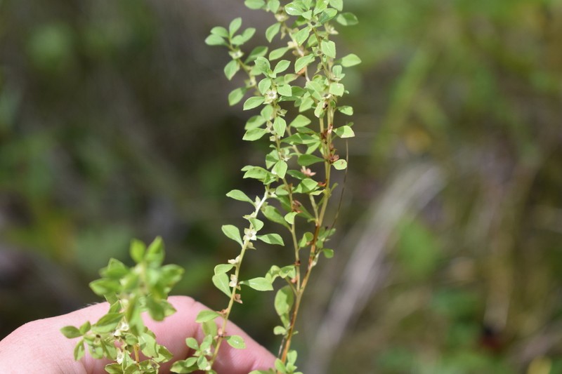 Smallfruit Primrose-Willow photo 4