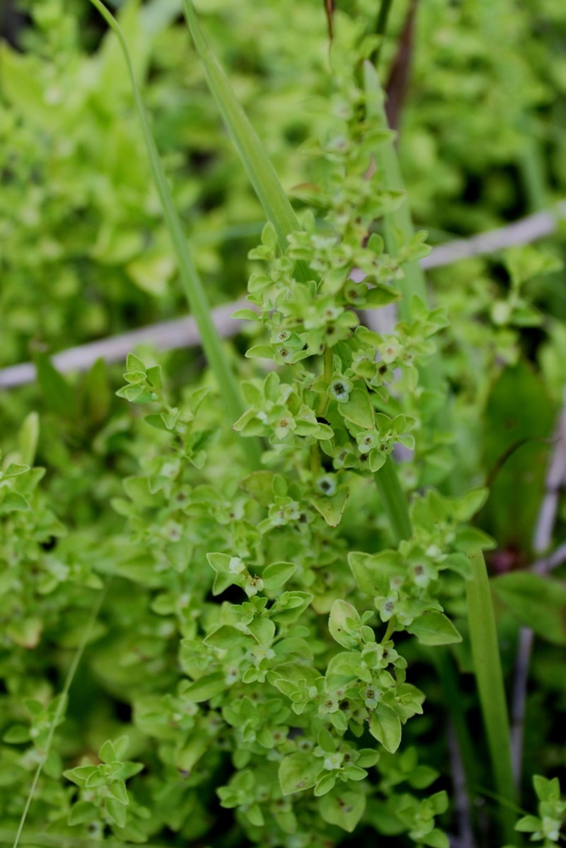 Smallfruit Primrose-Willow photo 6
