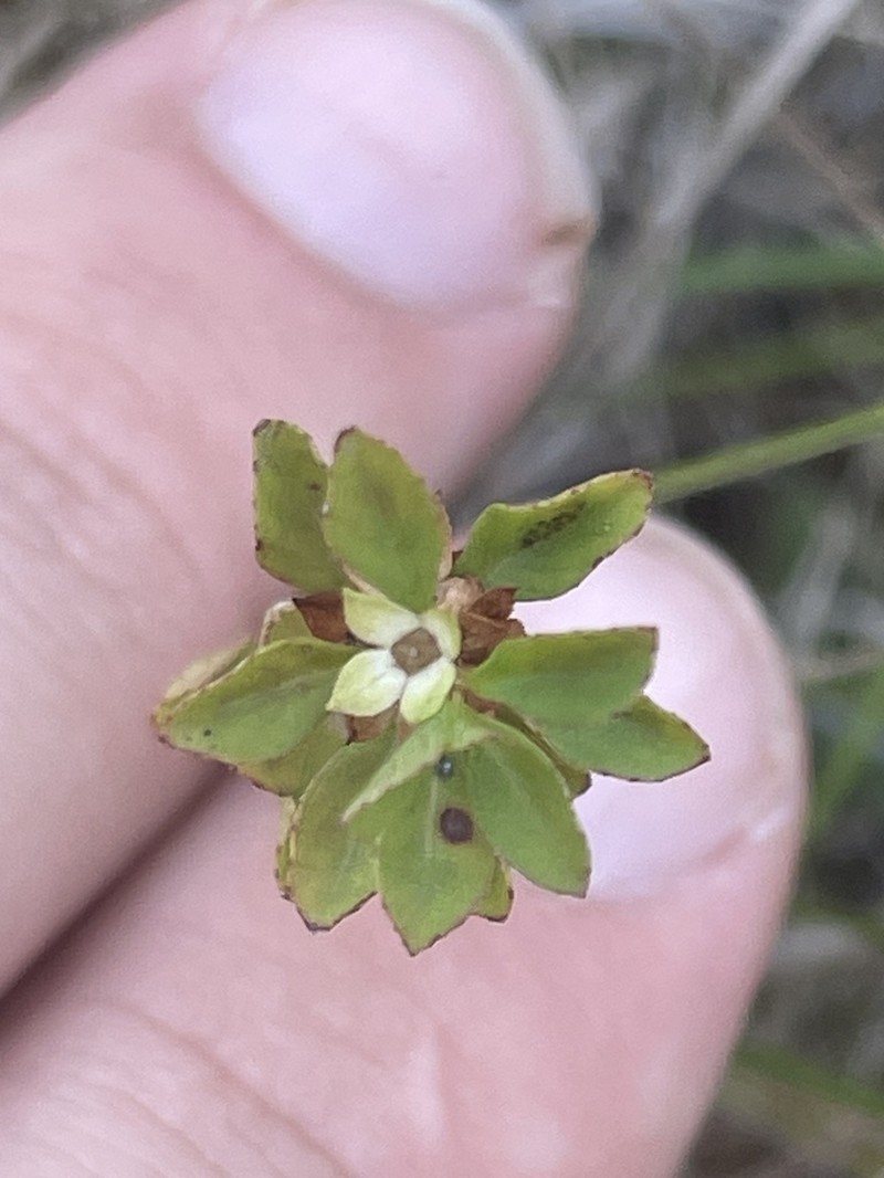 Smallfruit Primrose-Willow photo 7