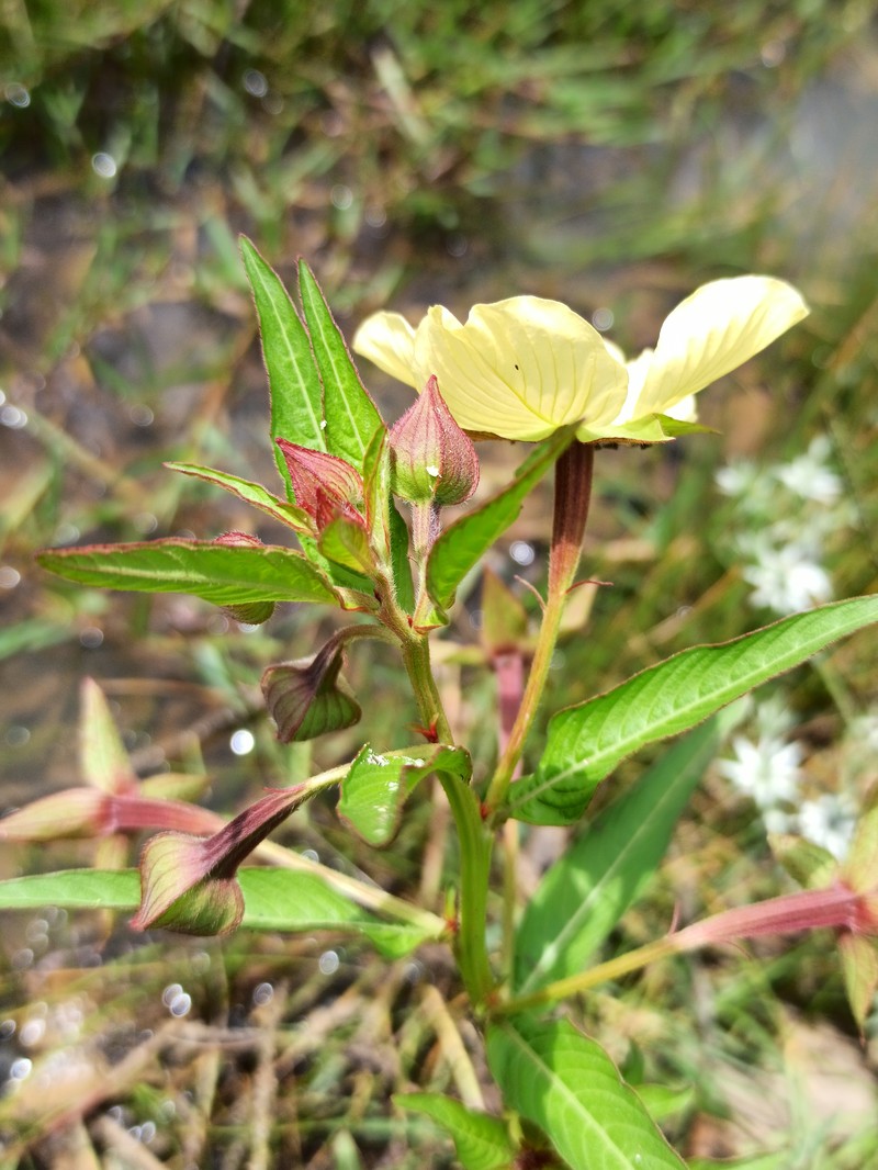 Mexican Primrose-Willow photo 4