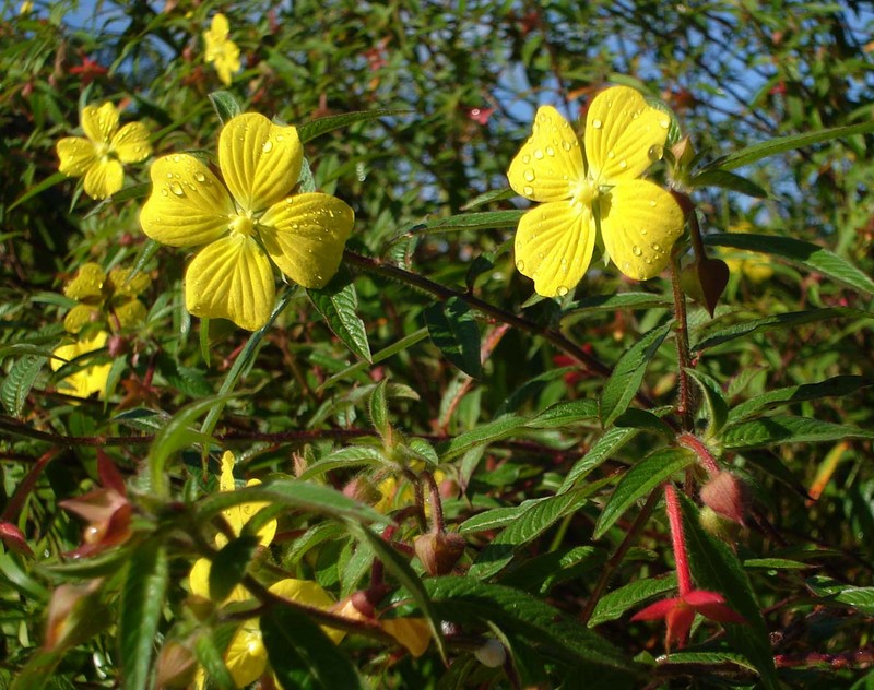 Mexican Primrose-Willow