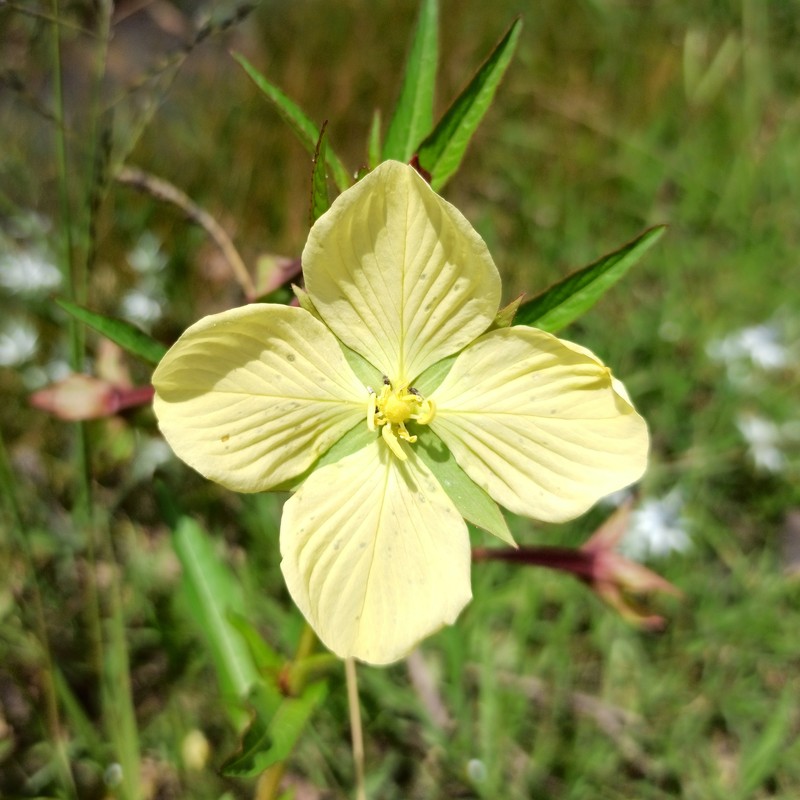 Mexican Primrose-Willow photo 2