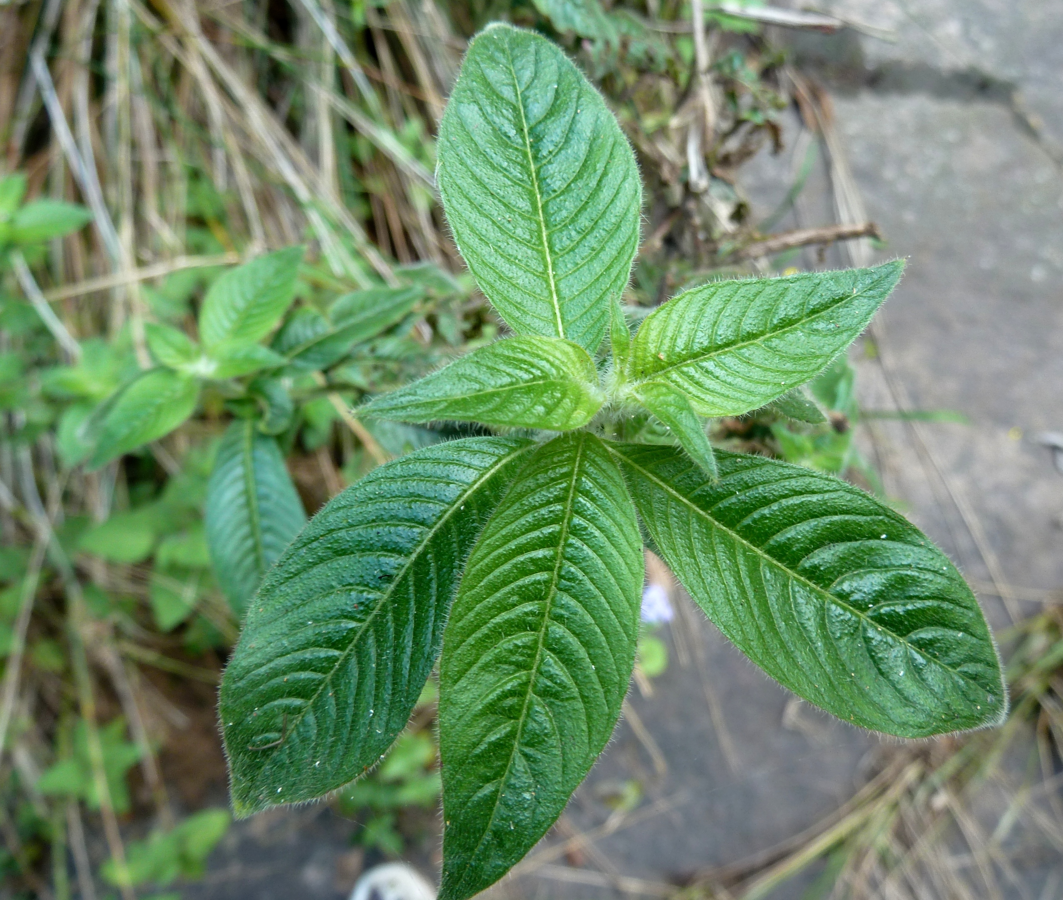 Mexican Primrose-Willow photo 5