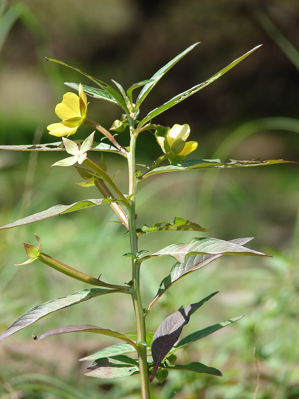 Mexican Primrose-Willow photo 6