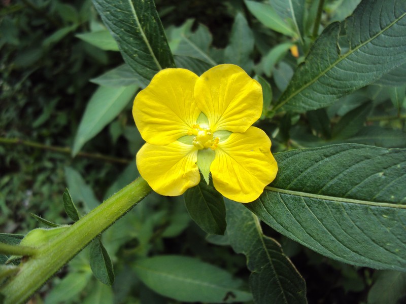 Mexican Primrose-Willow photo 6