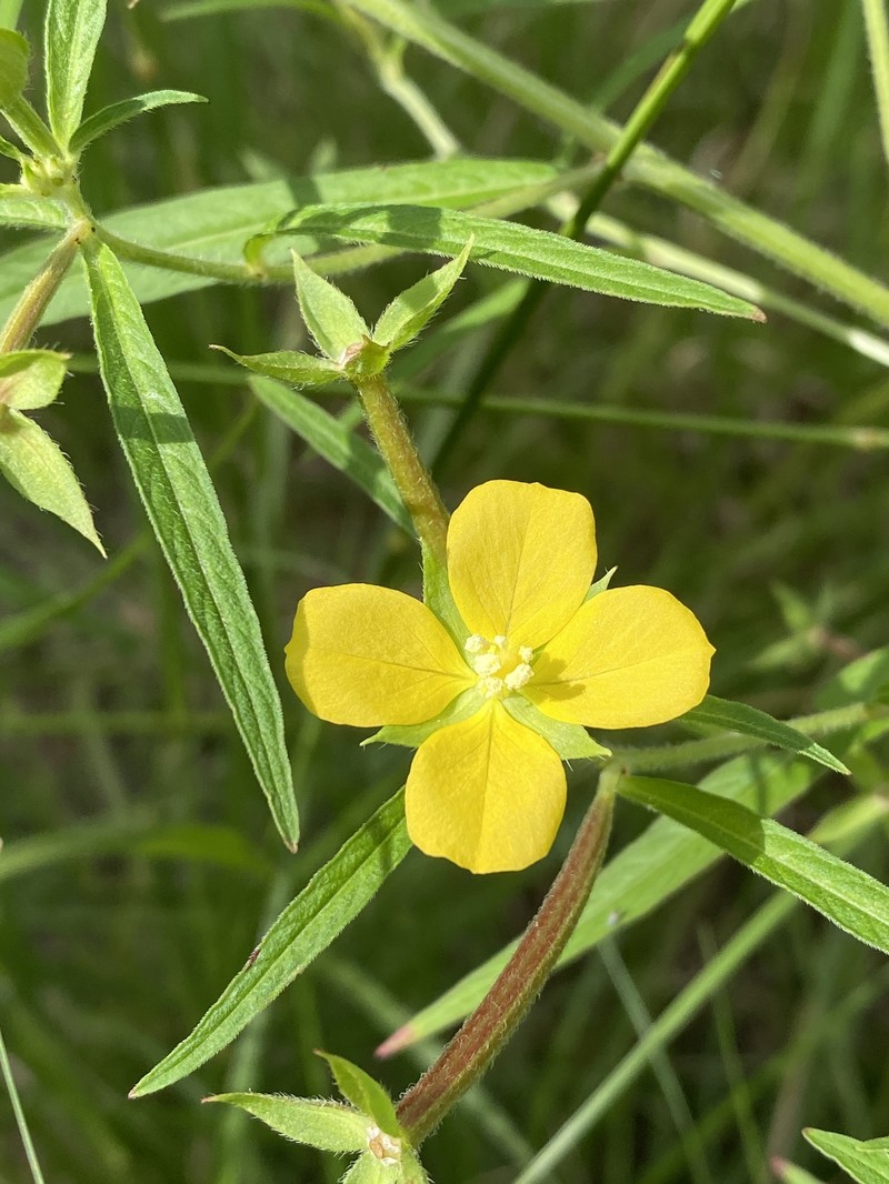 Ludwigia octovalvis subsp. octovalvis