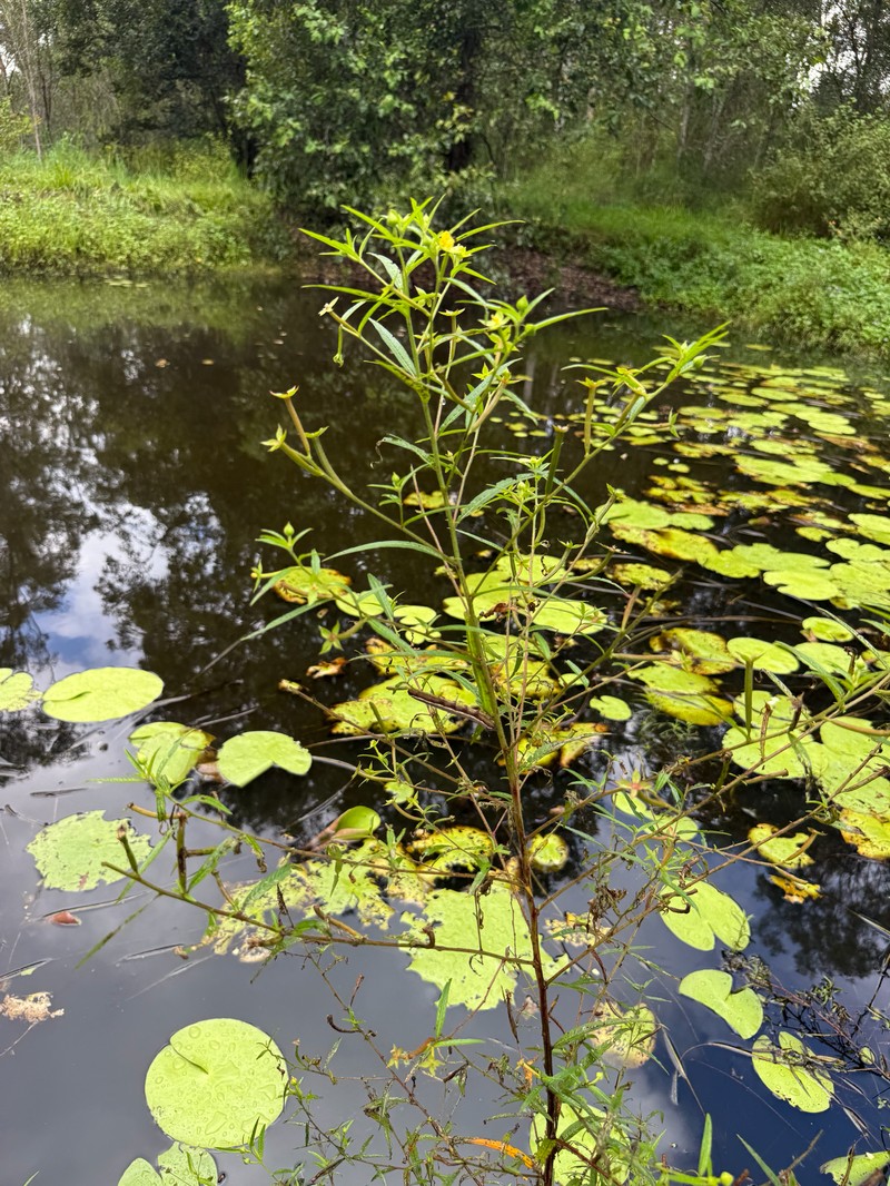 Ludwigia octovalvis subsp. octovalvis photo 2