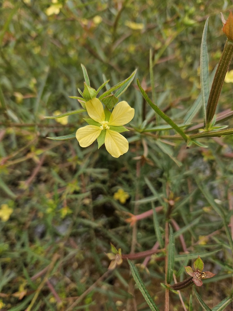 Ludwigia octovalvis subsp. octovalvis photo 3