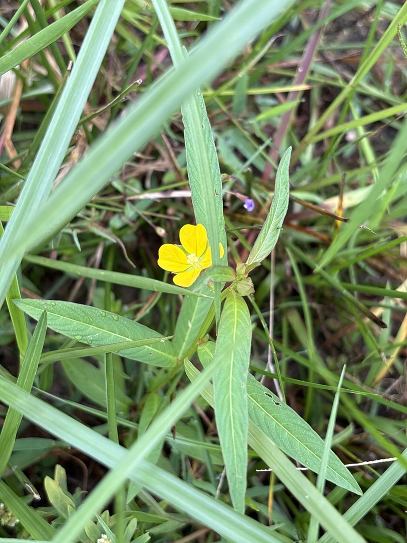 Ludwigia octovalvis subsp. octovalvis photo 4