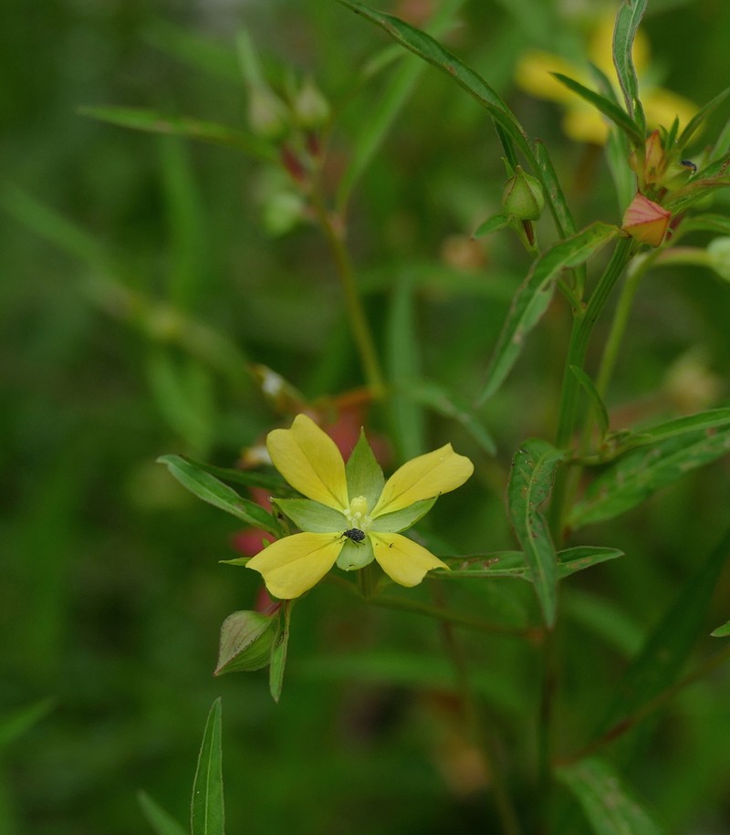 Ludwigia octovalvis subsp. octovalvis photo 5
